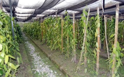 Vainilla mexicana, con amplio potencial productivo y preferencia en los mercados internacionales: Agricultura
