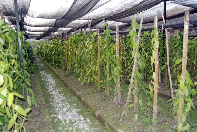 Vainilla mexicana, con amplio potencial productivo y preferencia en los mercados internacionales: Agricultura