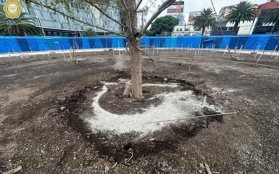 Hombre esparce cemento en el nuevo ahuehuete de Reforma