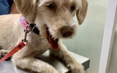 Una perrita fue plantada el día de su adopción, la rechazaron por ser «demasiado grande»