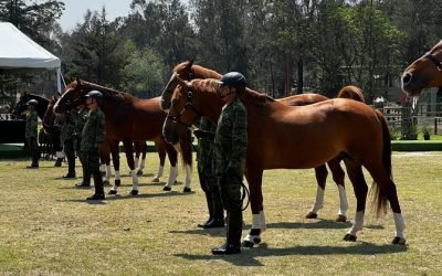 Certificará Agricultura la pureza de la raza equina Santa Gertrudis