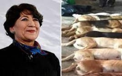 DELFINA GÓMEZ CONSINTIÓ LA MUERTE 3 MIL CACHORROS, Y ASÍ BUSCA SER GOBERNADORA