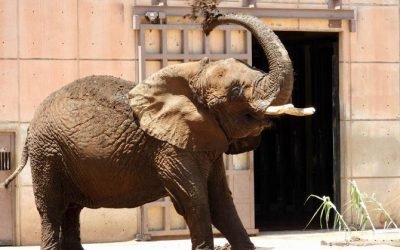 SEDEMA AMPLÍA EL RECINTO DE LA ELEFANTA AFRICANA “ELY” EN EL ZOOLÓGICO DE SAN JUAN DE ARAGÓN EN APOYO A SU BIENESTAR