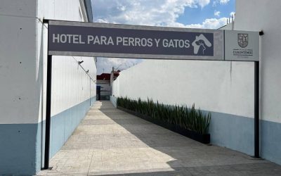 Van por rescate de hotel para perros y gatos en Cuauhtémoc