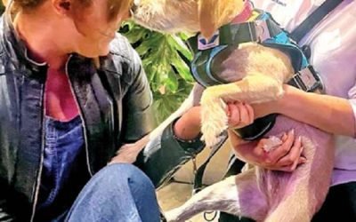 Fortalecer mecanismos sobre exposiciones artísticas y culturales con animales, para su protección