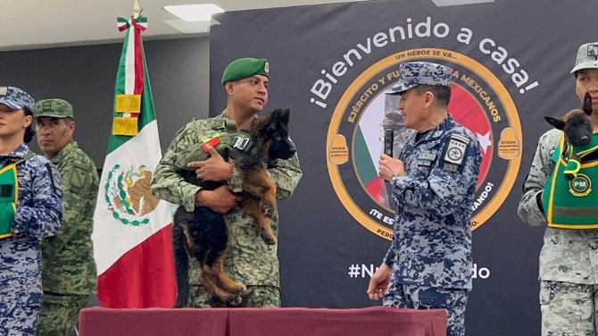 Llega a México perro rescatista donado por Turquía en honor a Proteo