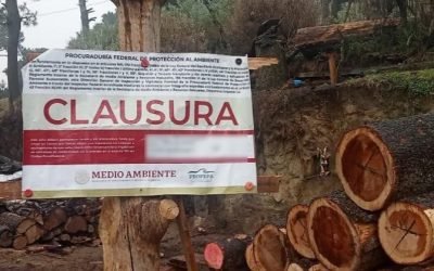 AUTORIDADES LOCALES SIGUEN COMBATIENDO LA TALA ILEGAL DE ÁRBOLES