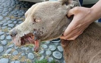 En Edomex endurece las sanciones por actos de crueldad y maltrato animal con hasta 35 mil pesos
