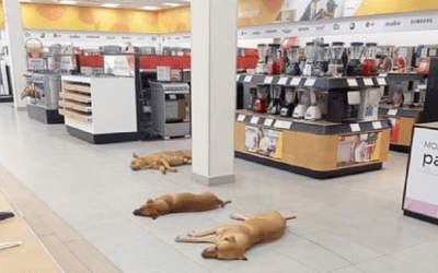 Perros se protegen del calor en tienda Elektra; “Es una orden”, dice Salinas Pliego