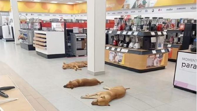 Perros se protegen del calor en tienda Elektra; “Es una orden”, dice Salinas Pliego