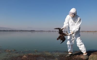 Inicia Gobierno de México operativo para atender alerta por mortandad de aves en el Pacífico mexicano