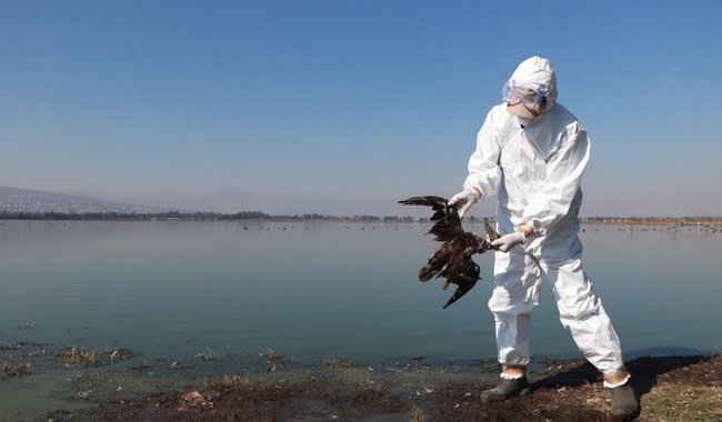 Inicia Gobierno de México operativo para atender alerta por mortandad de aves en el Pacífico mexicano