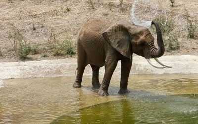 La elefanta africana ‘Gipsy’ llega al centro de conservación de San Juan de Aragón para acompañar a ‘Ely’
