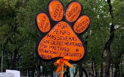 Por la defensa de los peluditos, activistas en contra del Maltrato Animal piden sanciones más severas contra agresores