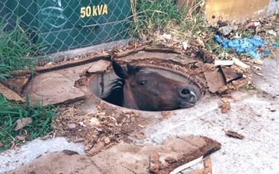 BOMBEROS Y CIUDADANOS RESCATAN UN CABALLO QUE CAYÓ A UNA COLADERA DE LA CFE