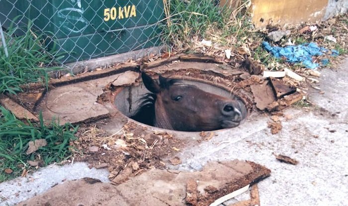 BOMBEROS Y CIUDADANOS RESCATAN UN CABALLO QUE CAYÓ A UNA COLADERA DE LA CFE