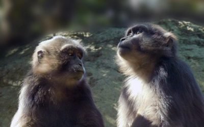 ARRIBA PAREJA DE MACACOS DE TONKEANA AL CENTRO DE CONSERVACIÓN DE LA FAUNA SILVESTRE DE CHAPULTEPEC