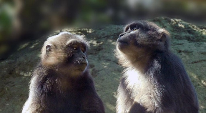 ARRIBA PAREJA DE MACACOS DE TONKEANA AL CENTRO DE CONSERVACIÓN DE LA FAUNA SILVESTRE DE CHAPULTEPEC