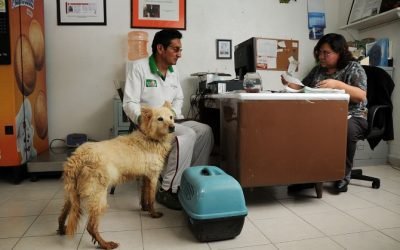 Proponen en el Senado deducción de gastos por servicios veterinarios
