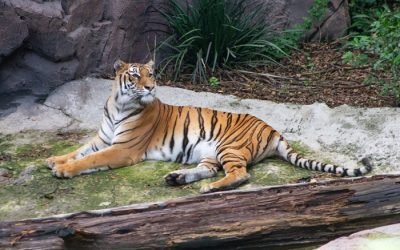 Parque Ecológico Zacango, referente nacional e internacional en protección, rescate y reproducción de especies en peligro de extinción