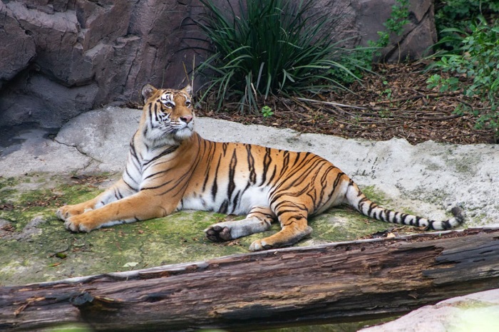 Tora, la tigresa rescatada de un santuario en el Ajusco, se ha recuperado de manera satisfactoria en el Zoológico de Chapultepec