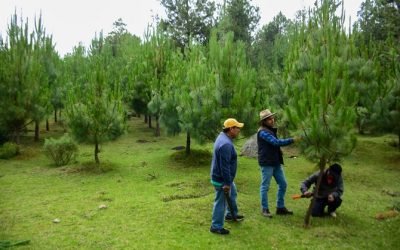 RECUPERAN EN EDOMÉX ZONAS BOSCOSAS A TRAVÉS DE ACCIONES DE REFORESTACIÓN