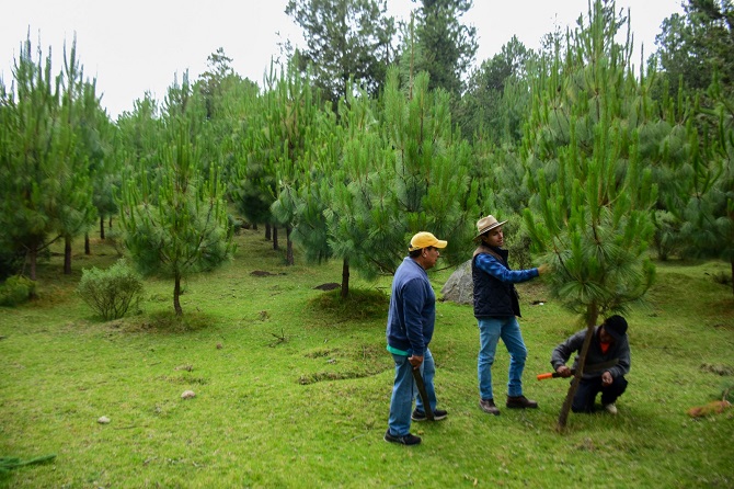 RECUPERAN EN EDOMÉX ZONAS BOSCOSAS A TRAVÉS DE ACCIONES DE REFORESTACIÓN