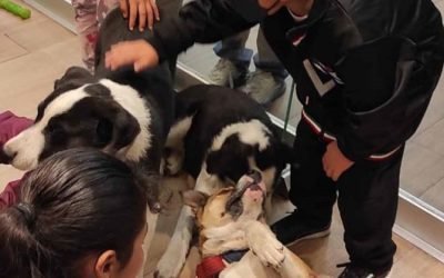 PROMUEVEN AUTORIDADES MEXIQUENSES LA ADOPCIÓN DE ANIMALES EN SITUACIÓN DE CALLE