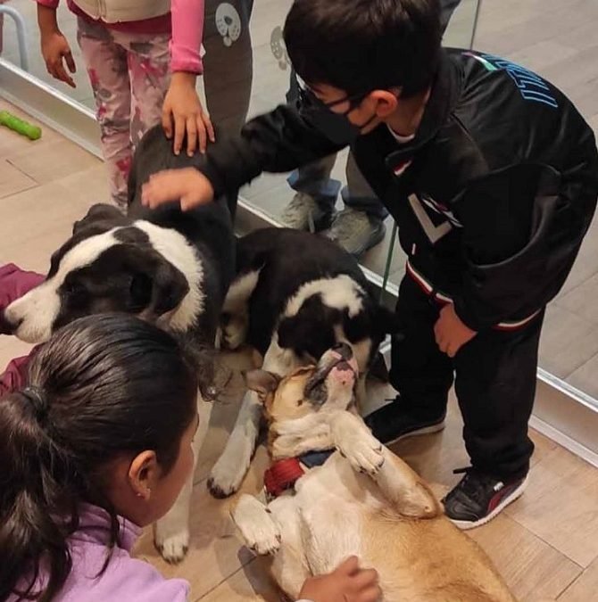 PROMUEVEN AUTORIDADES MEXIQUENSES LA ADOPCIÓN DE ANIMALES EN SITUACIÓN DE CALLE