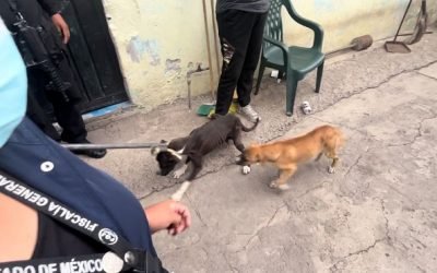 RESCATA FGJEM A 10 CANINOS, DURANTE CATEO EN INMUEBLE DE ECATEPEC