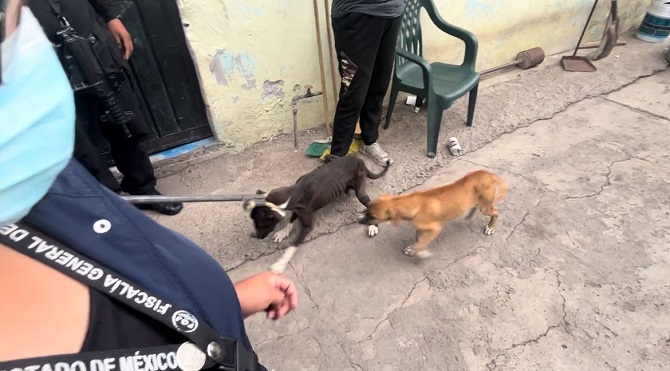 RESCATA FGJEM A 10 CANINOS, DURANTE CATEO EN INMUEBLE DE ECATEPEC