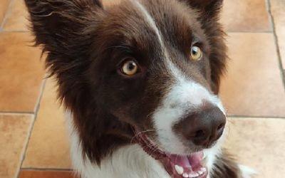DESTACAN LA IMPORTANCIA DE ACUDIR AL MÉDICO ANTE SOSPECHA DE ALERGIAS POR MASCOTAS