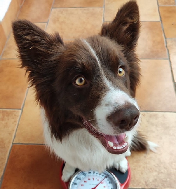 DESTACAN LA IMPORTANCIA DE ACUDIR AL MÉDICO ANTE SOSPECHA DE ALERGIAS POR MASCOTAS