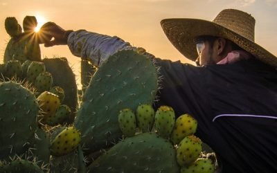 Arranca temporada de tuna con abasto garantizado y crecimiento en valor de producción