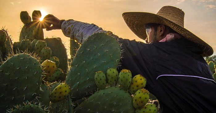Arranca temporada de tuna con abasto garantizado y crecimiento en valor de producción