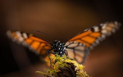 Realiza Gobernadora Gómez Álvarez inversión histórica de 24 mdp para proteger a la mariposa monarca con el proyecto «Vuelos Por La Transformación»