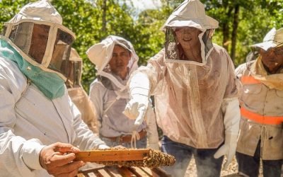 Busca senadora Farjat que la producción mielera de Yucatán retome su liderazgo en el sector
