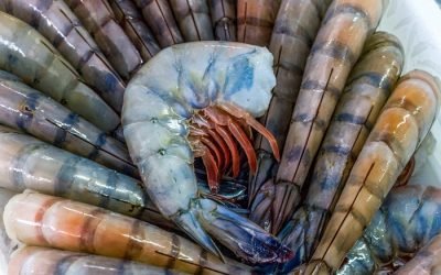 Inicia temporada de captura de camarón en el océano Pacífico: Agricultura