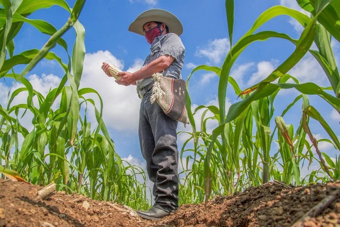 Garantiza Agricultura abasto de maíz cacahuacintle para los festejos patrios
