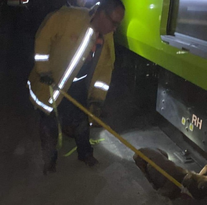 PROTECCIÓN CIVIL DEL METRO LOGRA RESCATE DE CAN QUE INGRESÓ A VÍAS DE LÍNEA 12