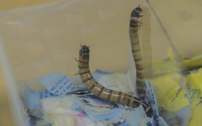 CON LARVAS, CREAN MODELO SUSTENTABLE PARA EVALUAR BOLSAS BIODEGRADABLES
