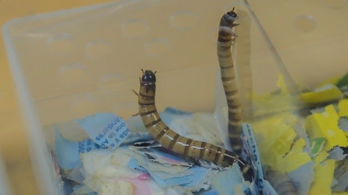 CON LARVAS, CREAN MODELO SUSTENTABLE PARA EVALUAR BOLSAS BIODEGRADABLES