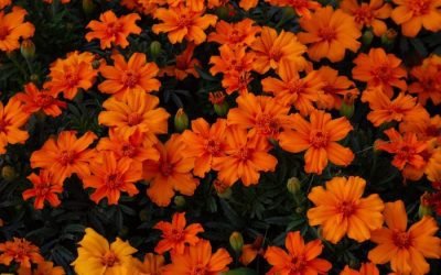 Más de 6 millones de cempasúchiles colorean la capital: conoce dónde comprarlas