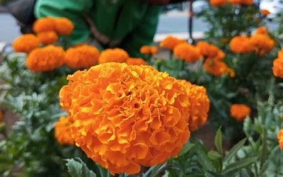 PLANTAN FLORES DE CEMPASÚCHIL EN AVENIDAS DE LA CIUDAD DE MÉXICO