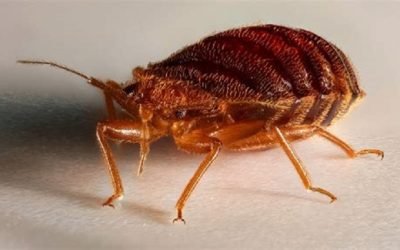 DESCARTA SEDESA ALERTA SANITARIA POR CHINCHES EN LA CIUDAD DE MÉXICO