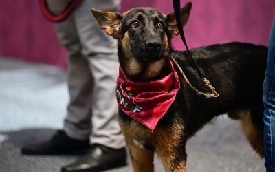 PROPONE PT LICENCIAS PARA PASEADORES DE PERROS EN LA CIUDAD