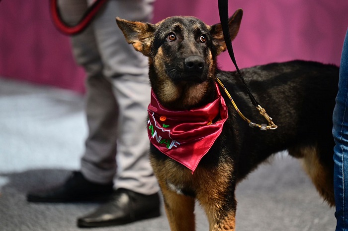 Garantizar el acceso de perros guía y de asistencia certificados en todos los medios de transporte