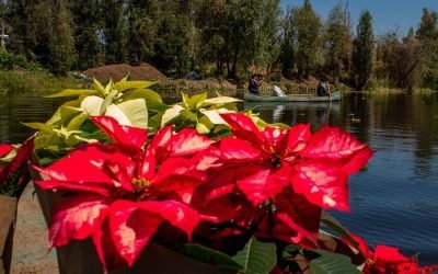 Las y los productores del suelo de conservación comercializaron 1.7 millones de flores de nochebuena