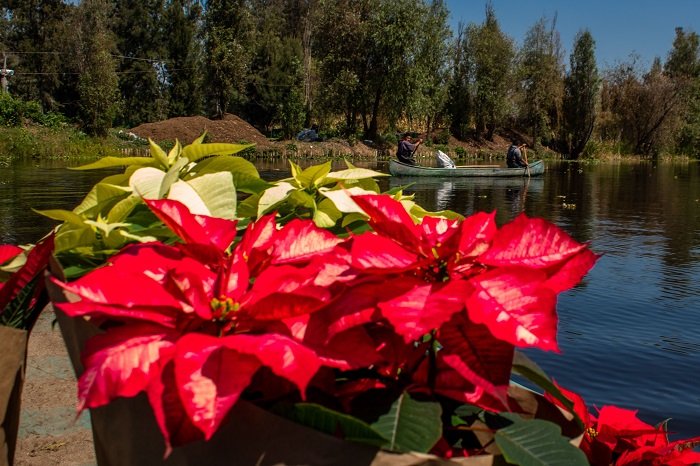 Las y los productores del suelo de conservación comercializaron 1.7 millones de flores de nochebuena