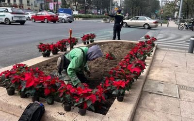 Más de 200 mil flores de nochebuena serán colocadas en avenidas de la CDMX